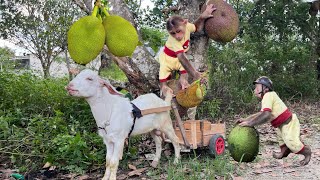 CUTIS Takes Goat To Harvest Jackfruit For Sale At The Market