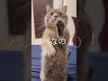 猫がパパの問いかけに正直に答えた結果... shorts 猫 マンチカン