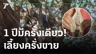 1 ปีมีครั้งเดียว! เลี้ยงครั่งสร้างรายได้กว่าหมื่นบาท | 23-12-64 | ตะลอนข่าว