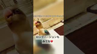 【ボタンインコ】カイヌシは君にさわりたい【もふもふ】#shorts