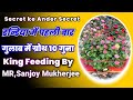 गुलाब में ग्रोथ 10 गुना Rose feeding by King Sanjoy Mukherjee