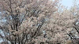 吉野千本桜