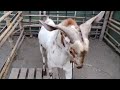 ছাগলী পালন goat farming in assam