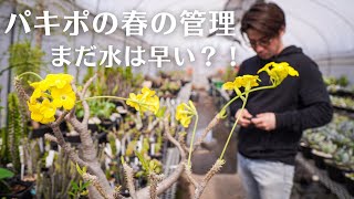 【3月のパキポの管理】がっつり潅水はまだ早い？！間違えると枯れる？