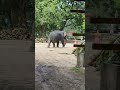 Elephant 🐘