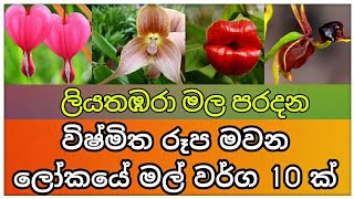 ලෝකයේ පුදුම සහගත මල් වර්ග 10ක් | Top 10 Amazing Flowers In The World