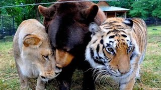 小知识【4對不同動物之間的友誼】動物星球