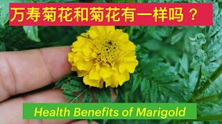 万寿菊 (臭菊花) 作用。Health Benefits of Marigold 。