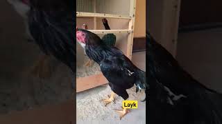 #aseel #ayambangkok #birds #aseelmurgha #hen #chicken #bird #kingshamo #rooster