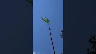 tallest Chamaedorea Qarsherskiy Palm Tree