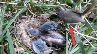 baby birds are bigger than their parents.bird eps 221