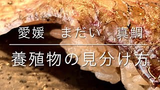 愛媛　まだい　真鯛　　養殖物の見分け方