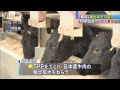 日本産牛肉の輸出枠を10倍に・・・　日米tpp交渉 15 07 11