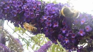 ABEILLE MACHINE. APICULTURE DE TERRAIN VAGUE ET DE PRÉCISION.