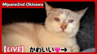 【LIVE】猫活係の忙しいルーティンの一部！・TNR・最愛の相棒を失った『ミマ』少しずつ元気になっています・『みのり』手術日決定・里親大募集！