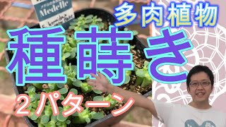 【種まき】多肉の種まきユーフォルビア編！種まき方法２種紹介！夏に調子を崩す多肉植物の秘密ととっておき実験方法もご紹介