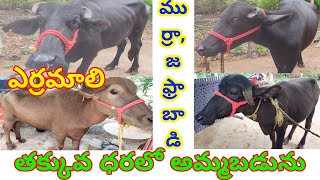 #murrahcalfforsaleintelangana/ #murrah/ jafrabadi calf for sale/ sudi gedelu/ taripi gedelu for sale