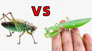 獨臂小螳螂VS大蟈蟈失敗！新羽化澳寬能復仇成功嗎？Australian Mantis VS Asian katydid