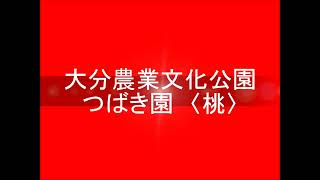 大分農業文化公園つばき園＜桃＞（2013年2月作成）