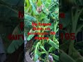 Banana Plants Surviving Triple Digit Temperatures in Garden Zone 8A Mesquite Texas