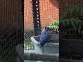 Kicau burung tledekan di Aviary mini #tledekanbakau #kicaumania #birds #aviaryminimalis