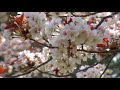 大俵の一本桜（千葉県市原市）2018年3月29日