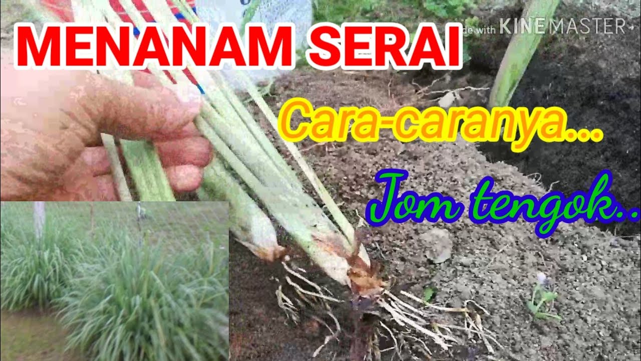 Cara Nak Menanam Serai Yang Betul - Hotrust