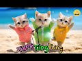 TANG TING TUNG VERSI VIDEO KUCING LUCU BERSAMA TEMAN KUCING MEOWDAV JOGET GEMOY