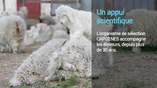 Le mohair de France certifié « Mohair de nos chèvres »