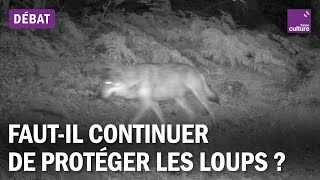 Faut-il continuer de protéger les loups ?