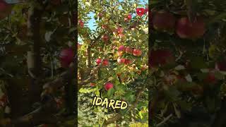 Apple IDARED