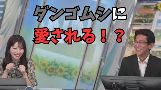 【魚住茉由×ぐっさん】ダンゴムシが流されても翌日にはまた集まってくるぐっさん