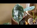 indoor jungle living room tour with plant names 🦜🌺🌴🐚🐆🦋 tropical decor 🍍🦩🏝