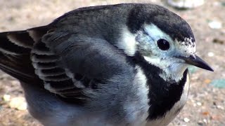 Urban Wildlife - Pied Wagtail - Hackney Wick London