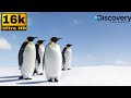 Sout Georgia - Penguin Paradise of The South Atlantic | Free Documentary Nature