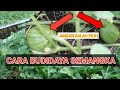 WATERMELE CULTIVATION HOW TO PLANTING WATERMETER | Watermelon Cultivation