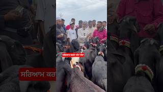 35 ਹਜ਼ਾਰ ਲਾ ਤਾਂ ਪੱਠ ਤੇ ||goat farming in Punjab ||Mela Chappar 2024 ||short shorts #goat #goats