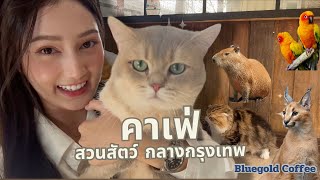 Ep14. คาเฟ่ สวนสัตว์กลางกรุงเทพ  ร้าน Bluegold Coffee ไม่มีค่าเข้า