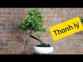 Thanh lý 600k bao ship, hải châu, bonsai trường thi