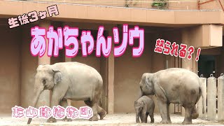 東山動植物園赤ちゃんゾウさん３０分のお散歩