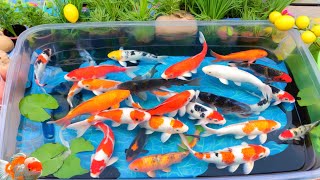 Unboxing IKan Hias Warna Warni,Ikan Cupang,Ikan Koi,Ikan Komet,Ikan Koki,Kura Kura Brazil,Gupy