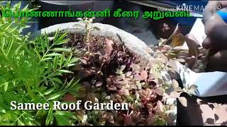 மாதிரி தோட்டம் Samee roof garden தோழி திருமதி நிஸா மாடி தோட்டத்தில் பொண்ணாங்கன்னி கீரை அறுவடை