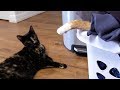DO NOT DISTURB! - Cat Napping in Progress