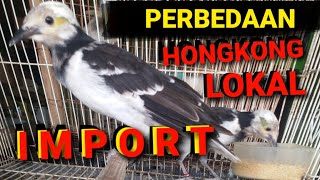 Prospek Ternak Jalak Hongkong | Perbedaan Jalak Hongkong Import vs Lokal | Jalak Gacor