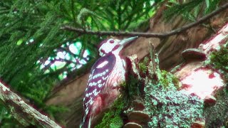 野鳥：オオアカゲラ (雌)／Wild Birds: White-backed Woodpecker (female)