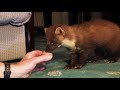 beauty of a pine marten in slow motion