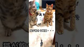 猫がオモチャに飽きる瞬間を見た＃shorts