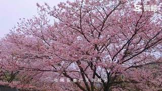 橘咖啡櫻花盛開陽明山平菁街 #櫻花#sakura #陽明山