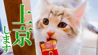 カステラきょうだい上京（那須→世田谷）@ノルウェージャンフォレストキャット専門キャッテリーRIEN