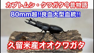 カブトムシ・クワガタ今昔物語　大型血統久留米産オオクワガタ編